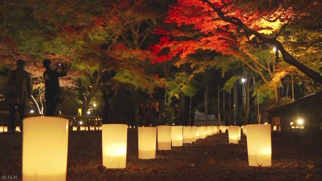 奈良県の室生寺でライトアップ 夜の紅葉を楽しむ