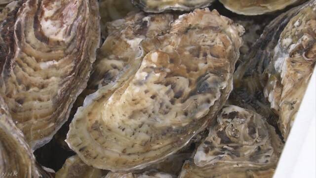 三重県の「かき」を生きたままシンガポールに輸出する