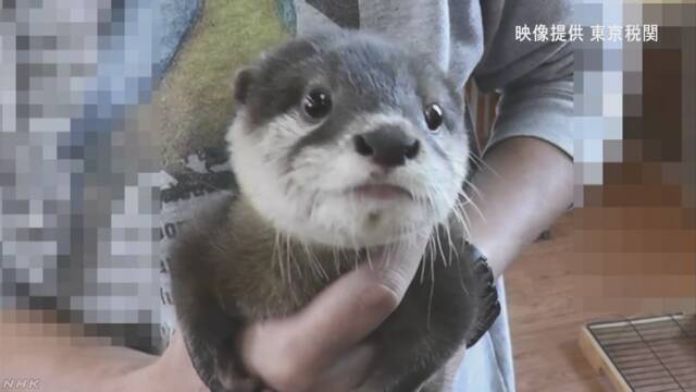 ペットで人気のカワウソ 「輸出や輸入を禁止してほしい」