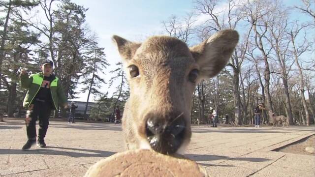 奈良公園 鹿が原因でけがをした人が増えている