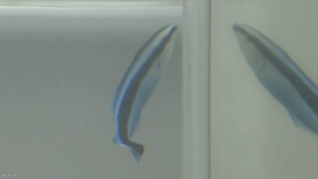 魚は鏡に映った自分がわかる 大阪市立大学などが調べる
