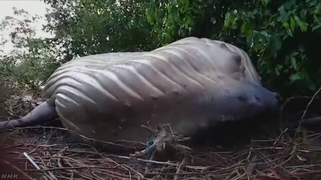 ブラジル 死んだ鯨がアマゾン川で見つかる