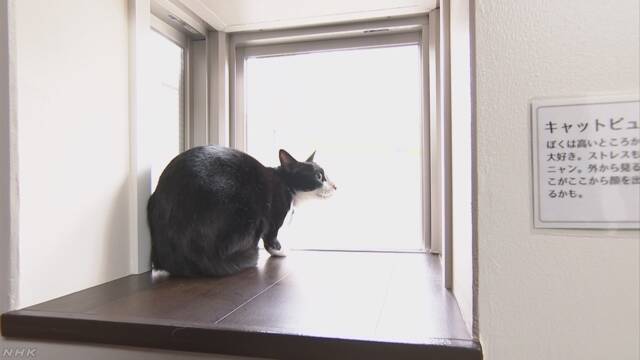 福岡市 猫を飼う人だけが住むマンション